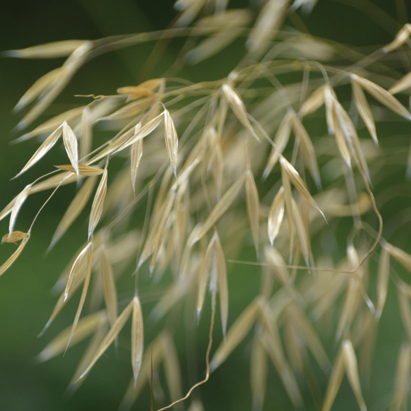 Avena Sativa