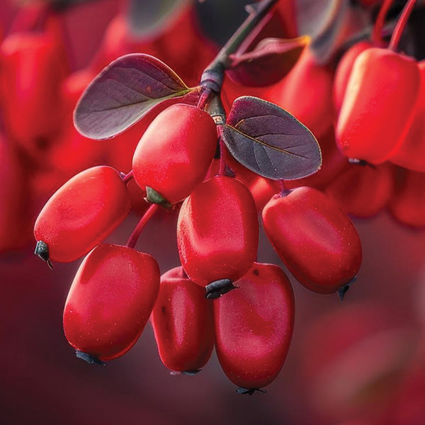 Berberine Extract