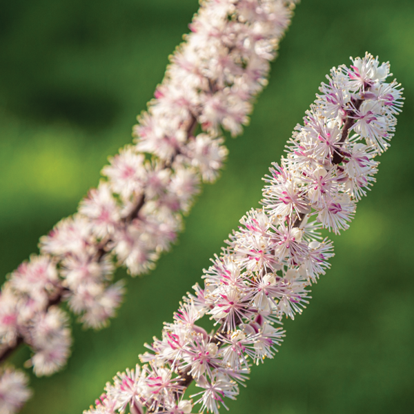 Black Cohosh