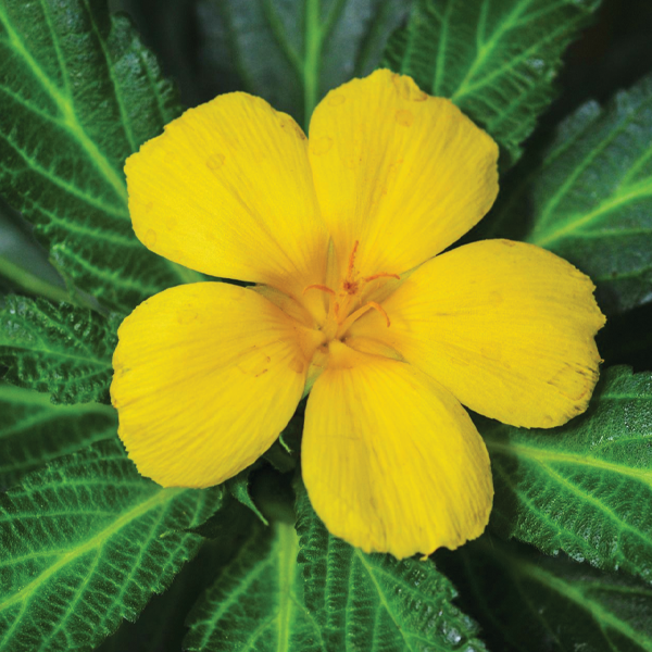 Damiana