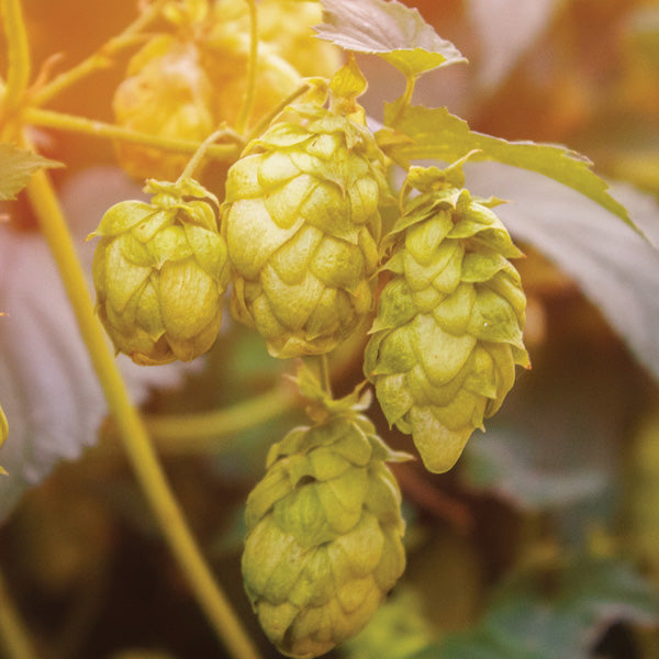 Hops Extract