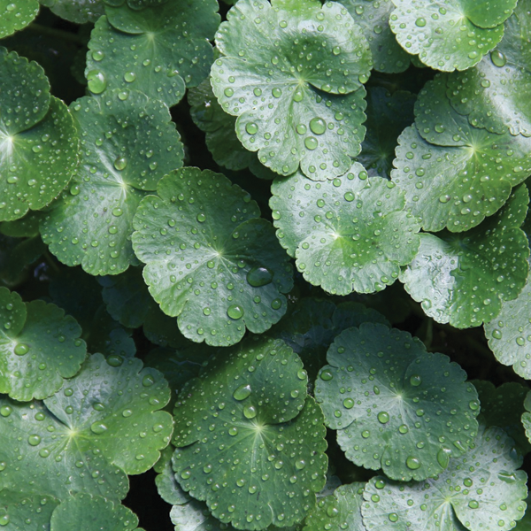 Hydrocotyle