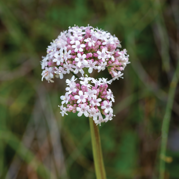 Valerian